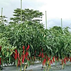 Knotty Takiron Green Steel Stakes, 7/16" X 4', Bundle Of 10 -Garden And Outdoor Store 114tsk 6