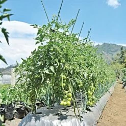 Knotty Takiron Green Steel Stakes, 7/16"x 6', Bundle Of 10 12 Knotty Takiron Green Steel Stakes, 7/16"x 6', Bundle Of 10 -Garden And Outdoor Store 116tsk 5