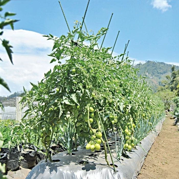 Knotty Takiron Green Steel Stakes, 7/16"x 6', Bundle Of 10 6 Knotty Takiron Green Steel Stakes, 7/16"x 6', Bundle Of 10 - Image 6