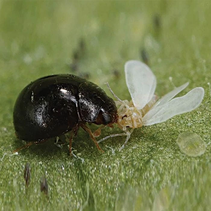 BioBee BioLacewings, 5,000 Count 2 BioBee BioLacewings, 5,000 Count - Image 2