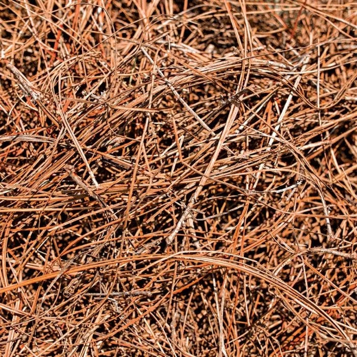 CleanStraw Premium Pine Straw Pallet Of 40 Bags 2 CleanStraw Premium Pine Straw Pallet Of 40 Bags - Image 2