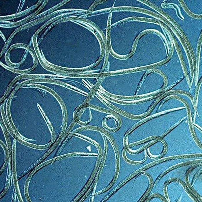 BioBee BioHB Beneficial Nematodes, 500 Million Count 1 BioBee BioHB Beneficial Nematodes, 500 Million Count