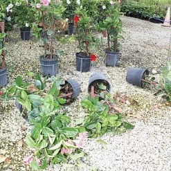 Better Bilt TopHat Plant Container Stabilizer - 20 Gallon Size -Garden And Outdoor Store 3ps20 3 1