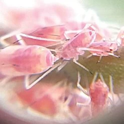 Active Eye Universal Mobile Phone Microscope -Garden And Outdoor Store aem60c 7