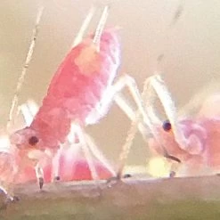 Active Eye Universal Mobile Phone Microscope -Garden And Outdoor Store aem60c 8