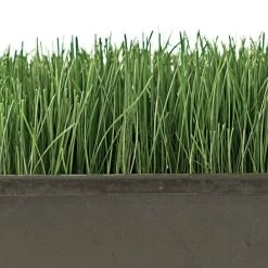 Turf Type Tall Fescue, 25 Lb Bag -Garden And Outdoor Store attf25 2 1