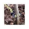 Brush Grubber Heavy Duty For Trees And Shrubs Up To 4in Diameter