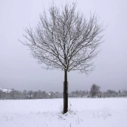 Rigid Plastic Mesh Tree Guard By A.M. Leonard, 4in Diameter X 36in Length, 5ct Bundle 11 Rigid Plastic Mesh Tree Guard By A.M. Leonard, 4in Diameter X 36in Length, 5ct Bundle -Garden And Outdoor Store bg36 5