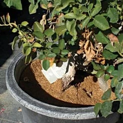 Coco Weed Guards, 21-Centimeter Diameter, Case Of 470 -Garden And Outdoor Store cd21a 3