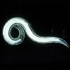 Double-Death Nematodes, 1 Million Count