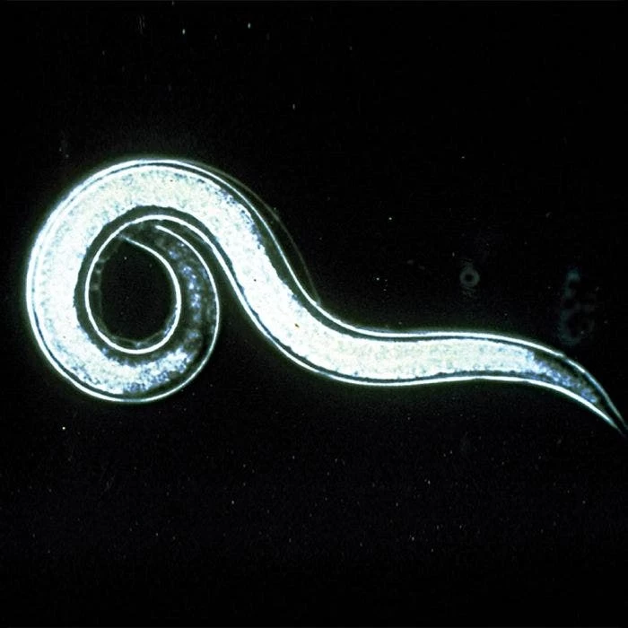Double-Death Nematodes, 1 Million Count 1 Double-Death Nematodes, 1 Million Count