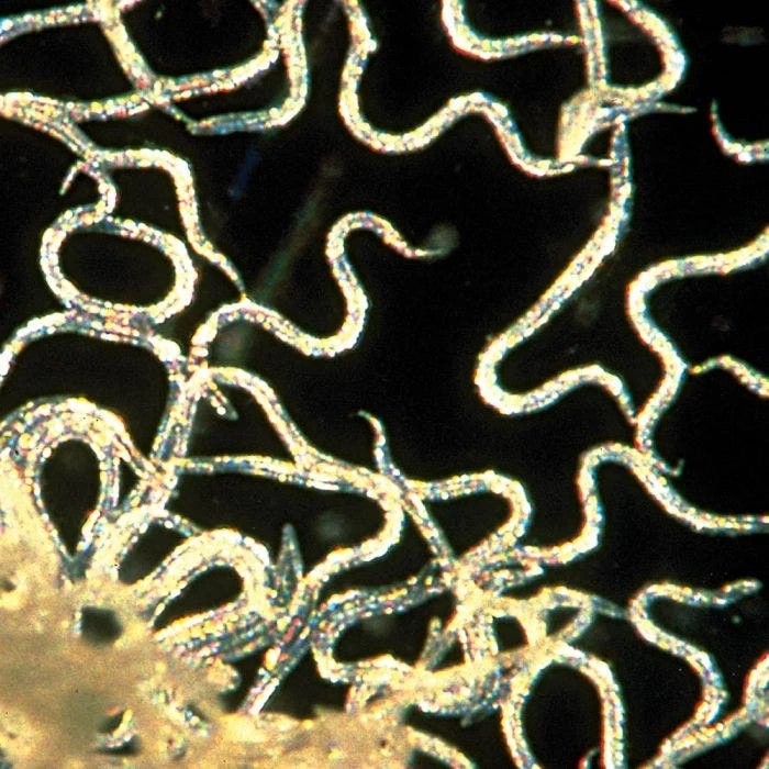 Double-Death Nematodes, 1 Million Count 2 Double-Death Nematodes, 1 Million Count - Image 2