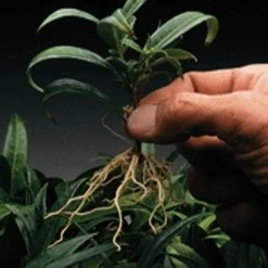 Dip 'N Grow Rooting Concentrate 2oz. 5 Dip 'N Grow Rooting Concentrate 2oz. -Garden And Outdoor Store dg2 2 1