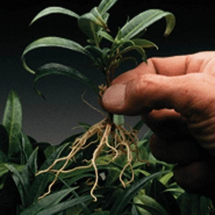 Dip 'N Grow Rooting Concentrate 2oz. 3 Dip 'N Grow Rooting Concentrate 2oz. - Image 3