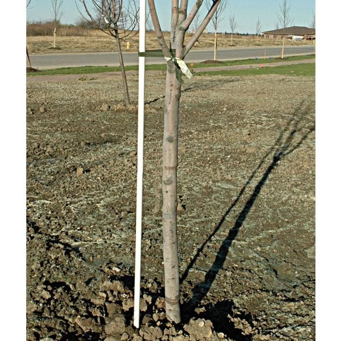 FIBERGLASS TREE STAKE 25YR 3/4 X 8FT BUNDLE OF 10 2 FIBERGLASS TREE STAKE 25YR 3/4 X 8FT BUNDLE OF 10 - Image 2