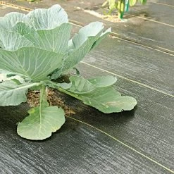3.2oz Premium Woven Ground Cover 12ft (Folded) X 300ft 13 3.2oz Premium Woven Ground Cover 12ft (Folded) X 300ft -Garden And Outdoor Store gc123 cabbage 5.2.23 1