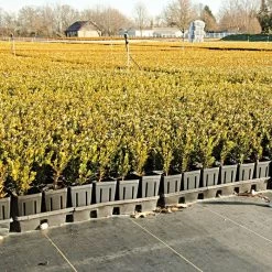 3.2oz Premium Woven Ground Cover 12ft (Folded) X 300ft 9 3.2oz Premium Woven Ground Cover 12ft (Folded) X 300ft -Garden And Outdoor Store gc33 field 5.2.23