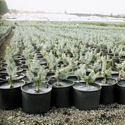 Geodisc UV-Resistant Weed-Blocking Discs, 8-Inch Diameter, Pack Of 500