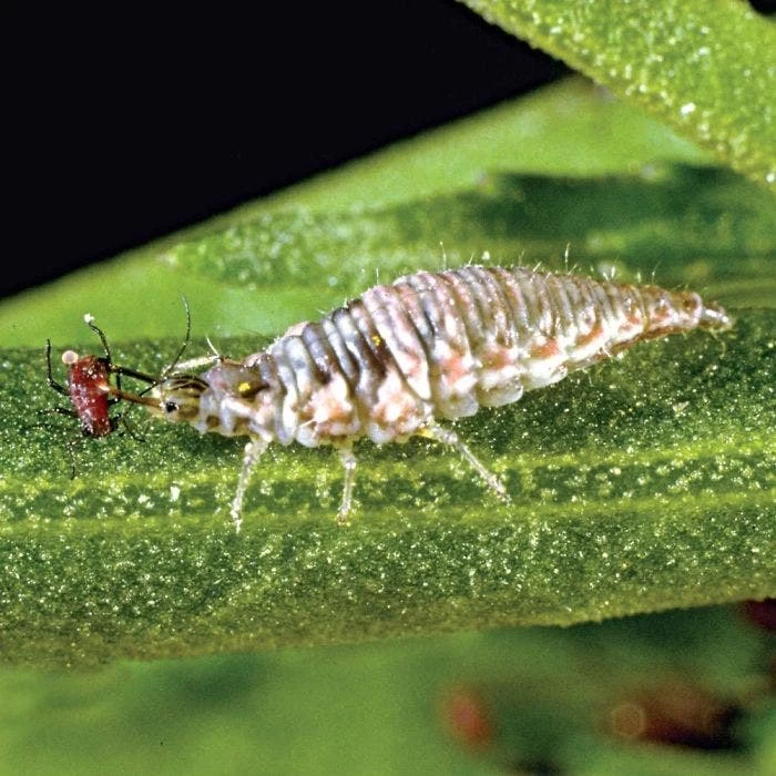 Green Lacewings, 1,000 Count 1 Green Lacewings, 1,000 Count