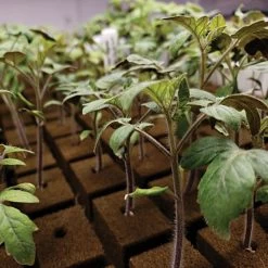 OASIS Grower Solutions Rootcubes, 104 Ct -Garden And Outdoor Store rc104 4