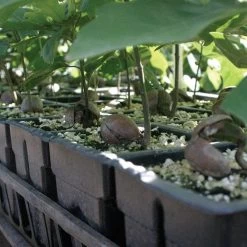 RootMaker 105 Cell Propagation Trays, Case Of 25 -Garden And Outdoor Store rm18 2 3