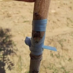 Rubber Budding/Grafting Strips, 8 Inches X 1/4 Inches, .020-Gauge, 2-Pound Bag -Garden And Outdoor Store rs82520 2 1