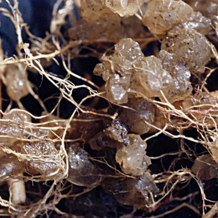 Soil Moist Plus 7-7-7 Granular, 10-Pound Pail 2 Soil Moist Plus 7-7-7 Granular, 10-Pound Pail - Image 2