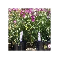 3/4in X 4in Blank Pot Stakes - White 5 3/4in X 4in Blank Pot Stakes - White -Garden And Outdoor Store sp324 2w 2