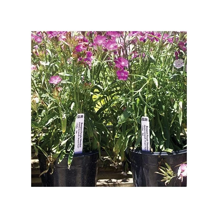 3/4in X 4in Blank Pot Stakes - White 3 3/4in X 4in Blank Pot Stakes - White - Image 3