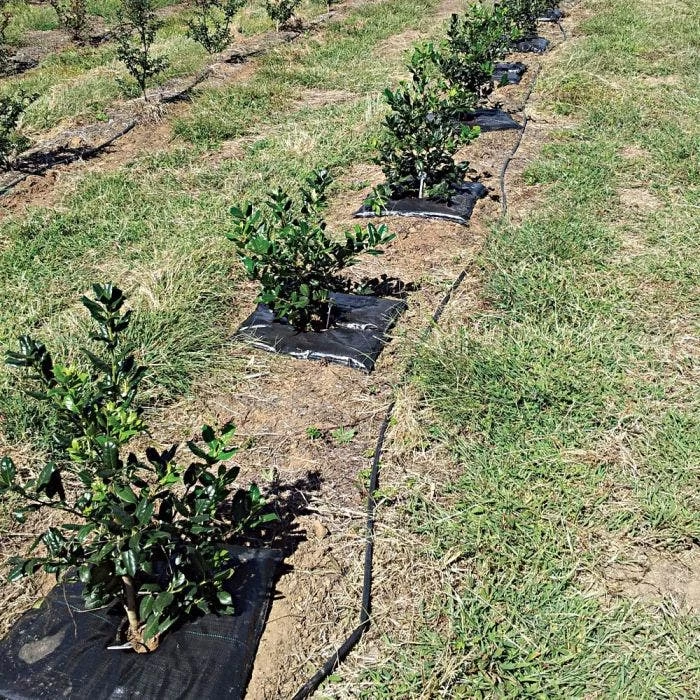 TreeDiaper® 24", Square 2 TreeDiaper® 24", Square - Image 2