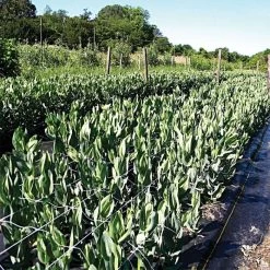 Hortonova Trellis Netting, 6-1/2 Feet X 30 Feet 38 Hortonova Trellis Netting, 6-1/2 Feet X 30 Feet -Garden And Outdoor Store tn630 18