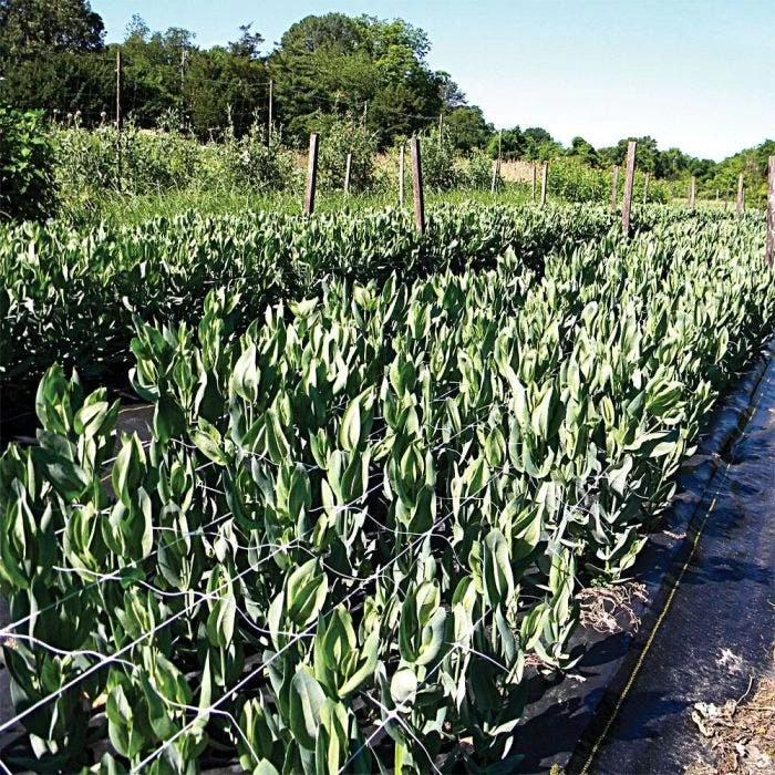 Hortonova Trellis Netting, 6-1/2 Feet X 30 Feet 19 Hortonova Trellis Netting, 6-1/2 Feet X 30 Feet - Image 19