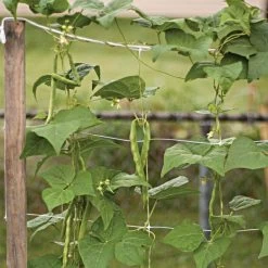 Hortonova Trellis Netting, 6-1/2 Feet X 50 Feet 34 Hortonova Trellis Netting, 6-1/2 Feet X 50 Feet -Garden And Outdoor Store tn650 14