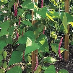 Hortonova Trellis Netting, 6-1/2 Feet X 50 Feet 36 Hortonova Trellis Netting, 6-1/2 Feet X 50 Feet -Garden And Outdoor Store tn650 16