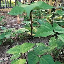 Hortonova Trellis Netting, 6-1/2 Feet X 50 Feet 37 Hortonova Trellis Netting, 6-1/2 Feet X 50 Feet -Garden And Outdoor Store tn650 17