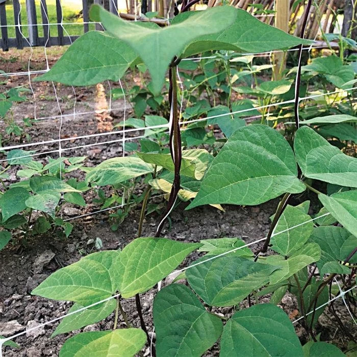 Hortonova Trellis Netting, 6-1/2 Feet X 50 Feet 18 Hortonova Trellis Netting, 6-1/2 Feet X 50 Feet - Image 18