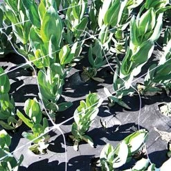 Hortonova Trellis Netting, 6-1/2 Feet X 50 Feet 38 Hortonova Trellis Netting, 6-1/2 Feet X 50 Feet -Garden And Outdoor Store tn650 18