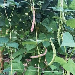 Hortonova Trellis Netting, 6-1/2 Feet X 50 Feet 23 Hortonova Trellis Netting, 6-1/2 Feet X 50 Feet -Garden And Outdoor Store tn650 3