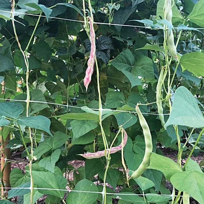 Hortonova Trellis Netting, 6-1/2 Feet X 50 Feet 4 Hortonova Trellis Netting, 6-1/2 Feet X 50 Feet - Image 4