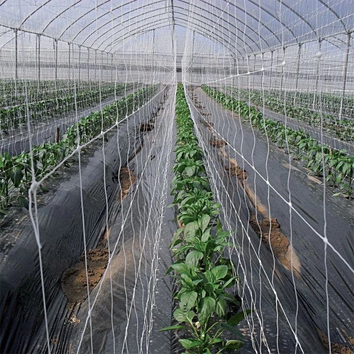 Hortonova Trellis Netting, 6-1/2 Feet X 50 Feet 5 Hortonova Trellis Netting, 6-1/2 Feet X 50 Feet - Image 5