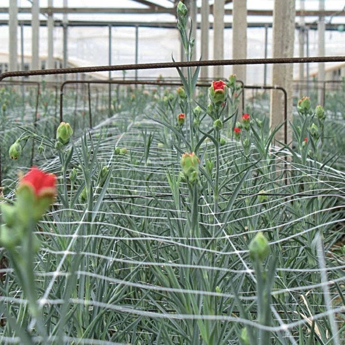 Hortonova Trellis Netting, 6-1/2 Feet X 50 Feet 7 Hortonova Trellis Netting, 6-1/2 Feet X 50 Feet - Image 7