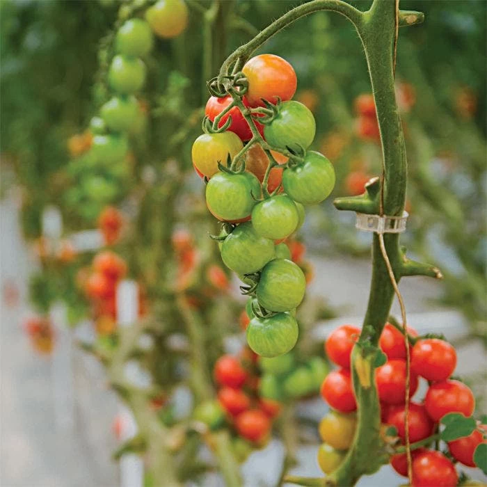 Double Tomato Hooks, Case Of 420 Hooks 2 Double Tomato Hooks, Case Of 420 Hooks - Image 2