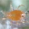 Triple Threat Mite Predators, 1,000 Count