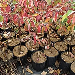 Coco Weed Guards -Garden And Outdoor Store vp cdxxa 2