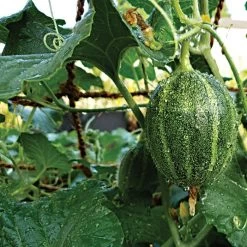 CocoNet Trellis Netting -Garden And Outdoor Store vp coconet 2