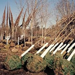 Tree Guard Corrugated Plastic Black White 48in X 12in -Garden And Outdoor Store vp cptg burlap trees 2 1