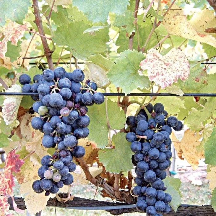 DuraLine Monofilament Trellis Line 2 DuraLine Monofilament Trellis Line - Image 2