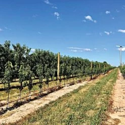 DuraLine Monofilament Trellis Line 7 DuraLine Monofilament Trellis Line -Garden And Outdoor Store vp duraline 3