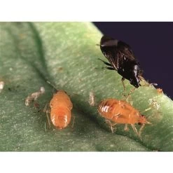 BioBee BioOrius Thrip PLUS Control