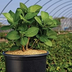 Rice Hull Bales -Garden And Outdoor Store vp rhb 3